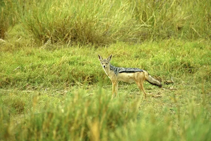 Framed Print : Black-backed jackal (Canis mesomeles)