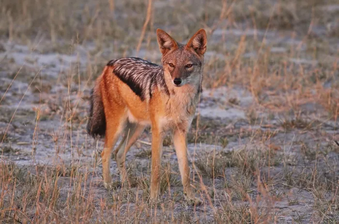 Framed Print : Black-backed jackal in fr