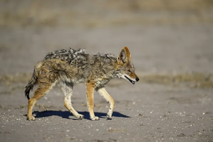 Framed Print : Black-backed jackal (Lupulella mesomelas)