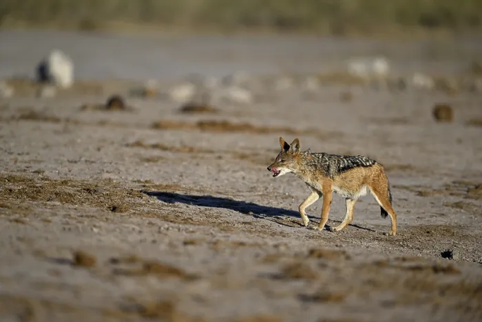 Framed Print : Black-backed jackal (Lupulella mesomelas) Framed Print : Black-backed jackal (Lupulella mesomelas)