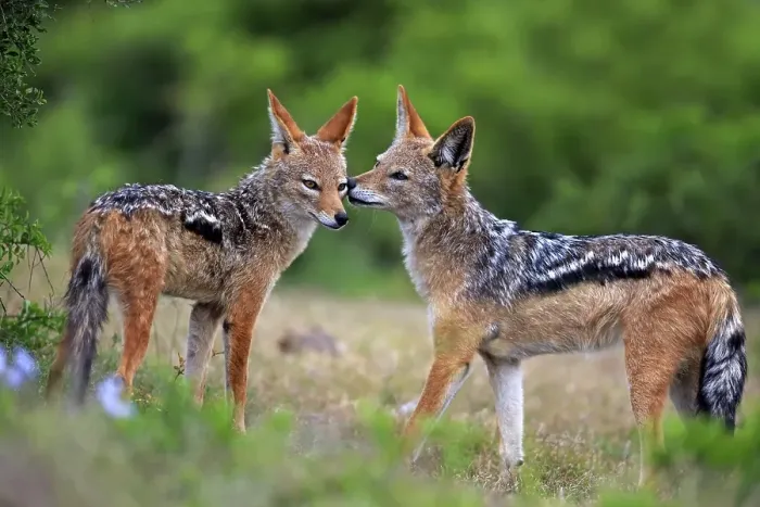 Framed Print : Black-backed Jackals (Canis mesomelas) Framed Print : Black-backed Jackals (Canis mesomelas)