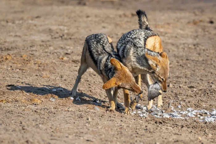 Framed Print : Two black-backed jackals (Lupulella mesomelas) hunting a pigeon Framed Print : Two black-backed jackals (Lupulella mesomelas) hunting a pigeon
