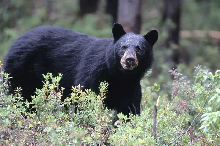 Framed Print : Black Bear, Abitibi county, Quebec