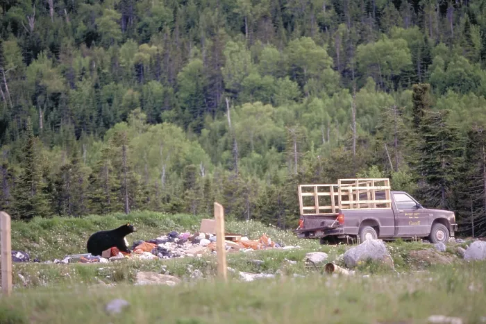 Framed Print : Black Bear at dump, Quebec, American Black Bear (Ursus americanus)
