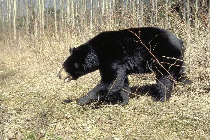 Framed Print : Black Bear, La Mauricie national park