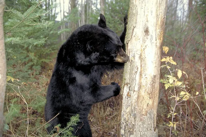 Framed Print : Black Bear searching food in tree trunk Framed Print : Black Bear searching food in tree trunk