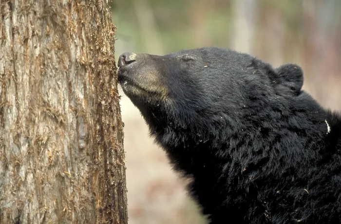 Framed Print : Black Bear searching for food at tree trunk