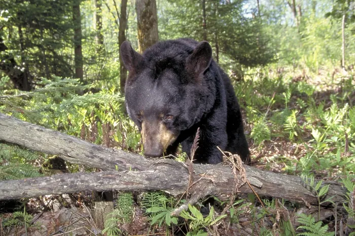 Framed Print : Black Bear searching for food at tree trunk