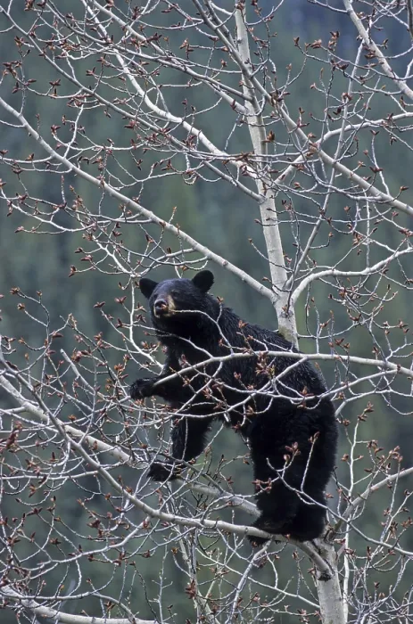 Framed Print : Black Bear sow climbing in an aspen tree eating its buds (american black bear (Ursus americanus)