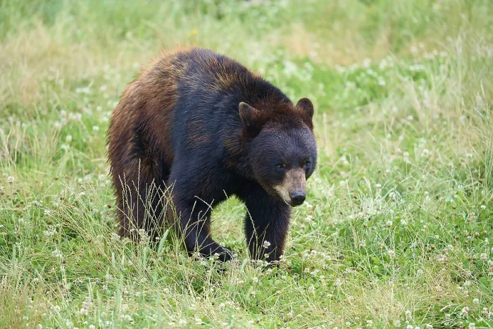 Framed Print : Black bear (Ursus americanus), in meadow, captive Framed Print : Black bear (Ursus americanus), in meadow, captive
