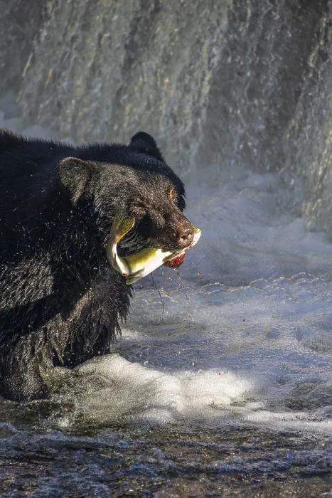Framed Print : A black bear (Ursus americanus) wading in the water to catch a small salmon