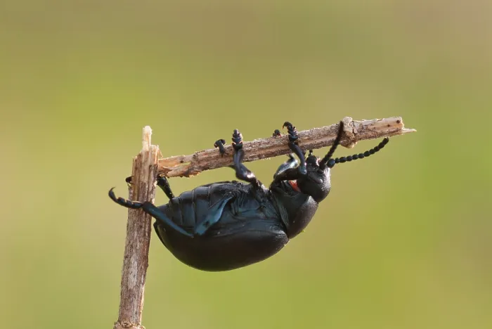 Framed Print : Black beetle