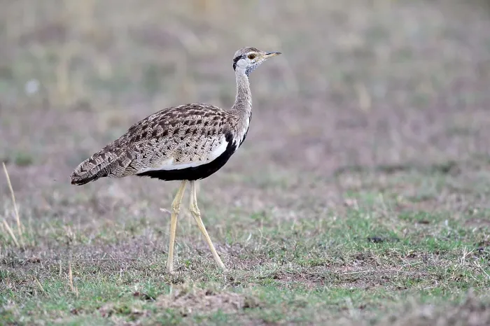 Framed Print : Black-bellied Bustard (Eupodotis melanogaster) Mara National Reserve