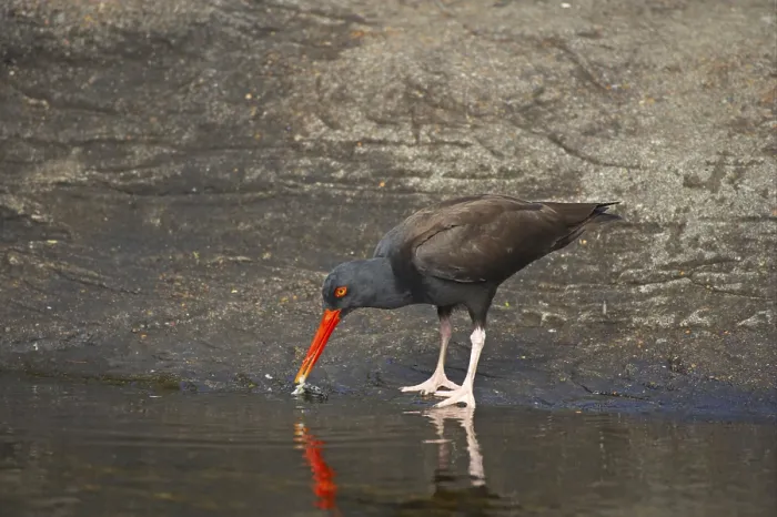 Framed Print : Black black oystercatcher (Haematopus bachmani) adult