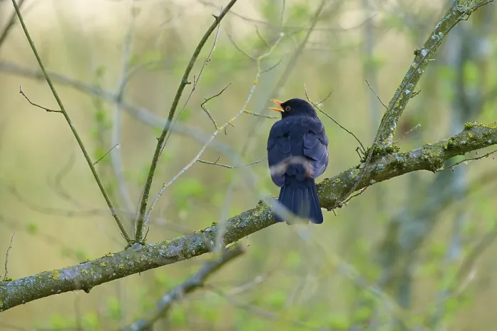 Framed Print : A black blackbird sits singing on a branch in a wooded area Framed Print : A black blackbird sits singing on a branch in a wooded area