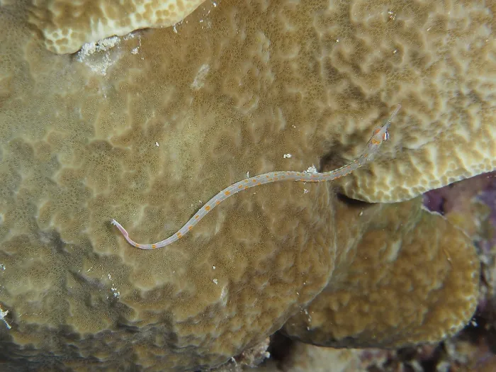 Framed Print : A black-breasted pipefish (Corythoichthys nigripectus) wriggling on a stony coral