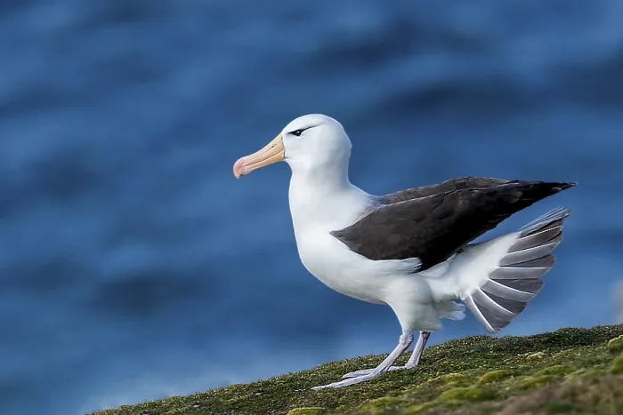 Framed Print : Black-browed albatross, albatross Framed Print : Black-browed albatross, albatross