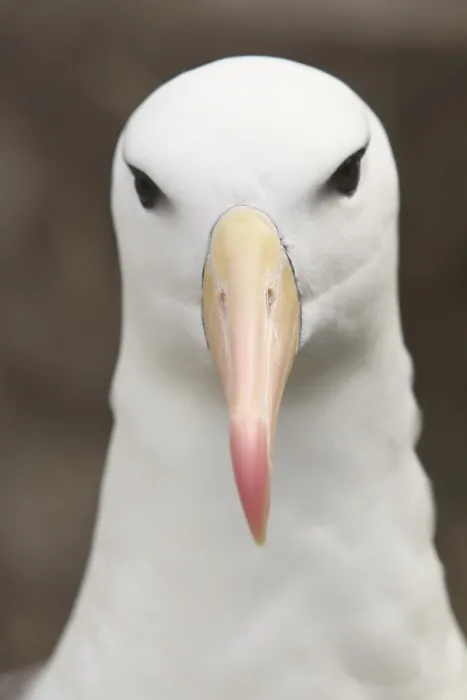 Framed Print : Black-browed Albatross or Black-browed Mollymawk (Diomedea melanophris)