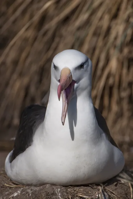 Framed Print : Black-browed Albatross or Black-browed Mollymawk (Thalassarche melanophris)