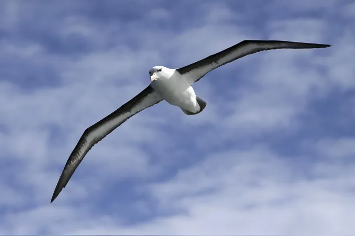 Framed Print : Black browed albatross Thalasarche melanophris Black browed albatross