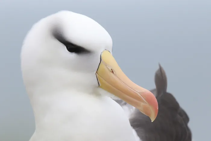 Framed Print : Black-browed Albatross (Thalassarche melanophris)