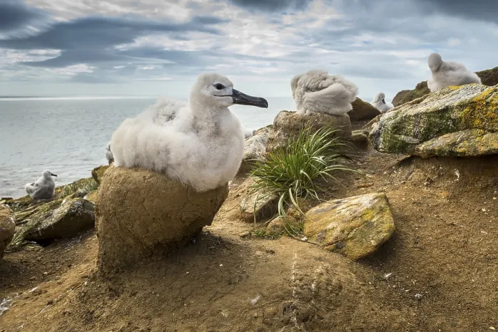 Framed Print : Black-browed Albatross (Thalassarche melanophris) chick on its nest