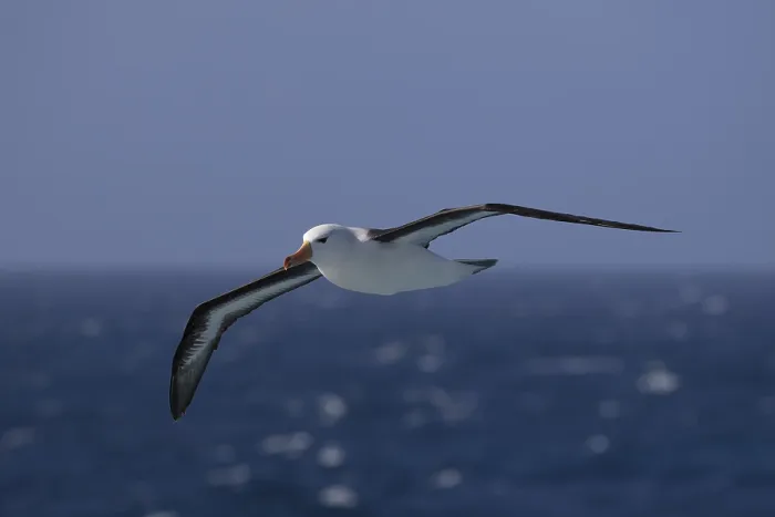 Framed Print : Black-browed albatross (Thalassarche melanophris) in flight over the sea