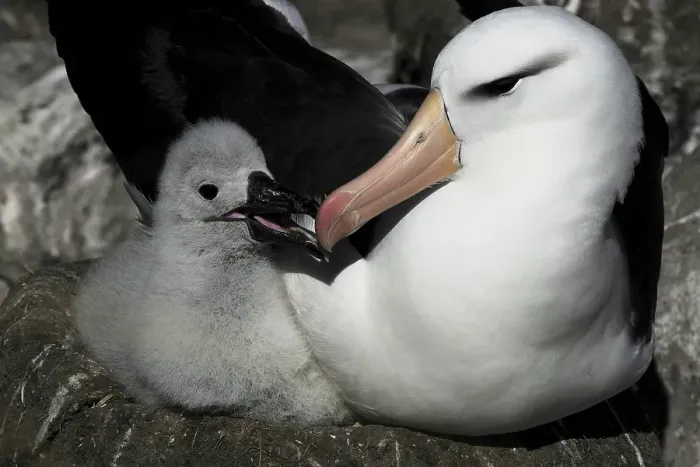 Framed Print : Black-browed Albatross (Thalassarche melanophrys)