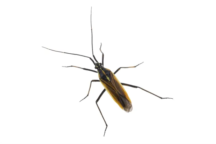 Framed Print : Black brown bug isolated on a white background