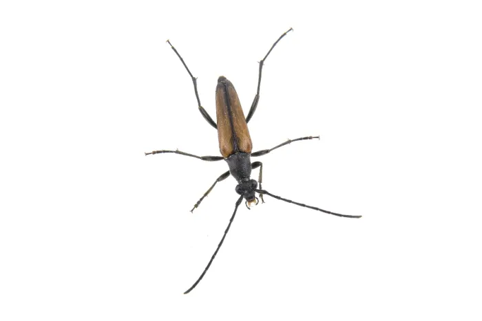 Framed Print : Black brown bug isolated on a white background Framed Print : Black brown bug isolated on a white background