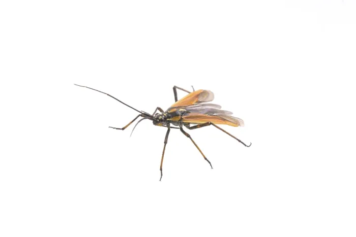 Framed Print : Black brown bug isolated on a white background
