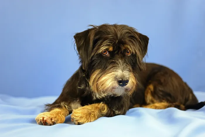 Framed Print : A black and brown dog is lying relaxed on a blue background