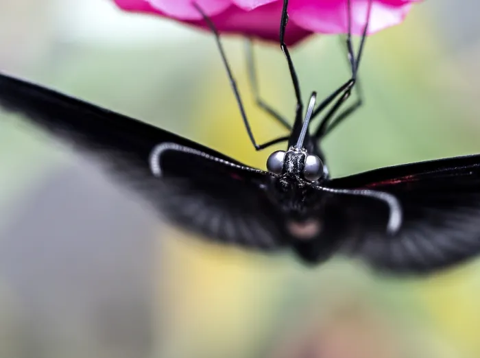 Framed Print : Black Butterfly Macro Close-Up on Pink Flower Showing Compound Eyes Framed Print : Black Butterfly Macro Close-Up on Pink Flower Showing Compound Eyes