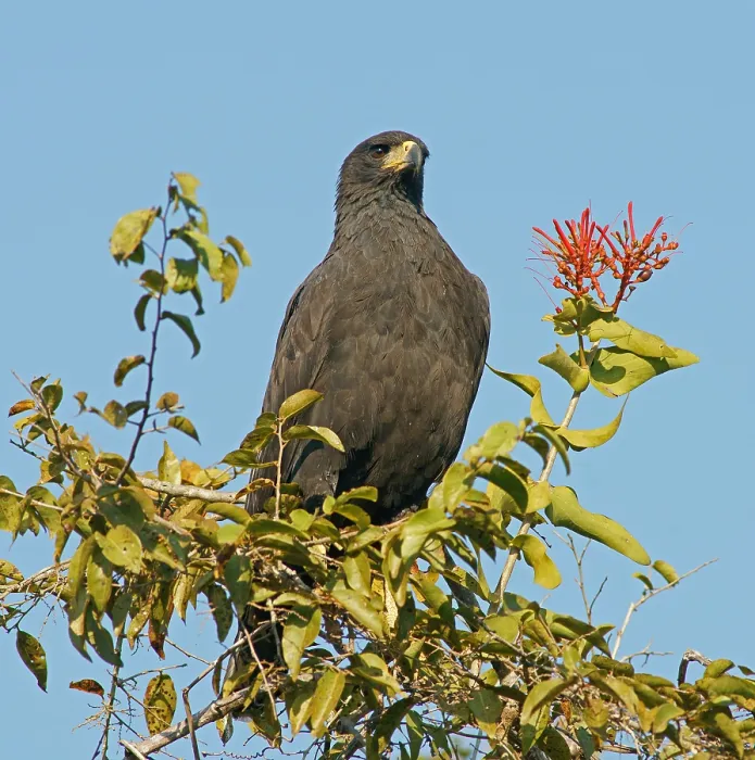 Framed Print : Black buzzard (Buteogallus urubutinga) Pantanal Brazil