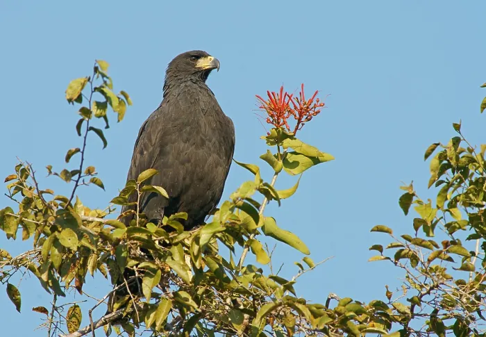 Framed Print : Black buzzard (Buteogallus urubutinga) Pantanal Brazil