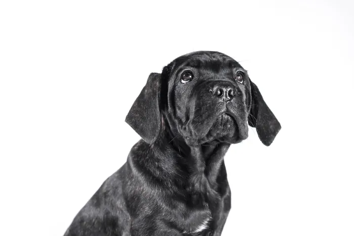 Framed Print : Black cane corso puppy looking up on a white background isolated