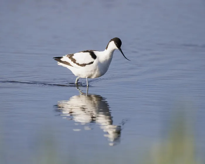 Framed Print : Black-capped avocet (Recurvirostra avosetta)