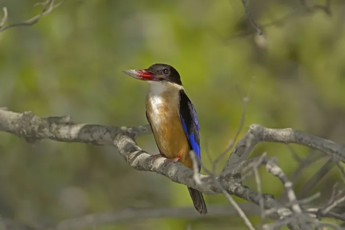 Framed Print : Black-capped Kingfisher (Halcyon pileata) adult