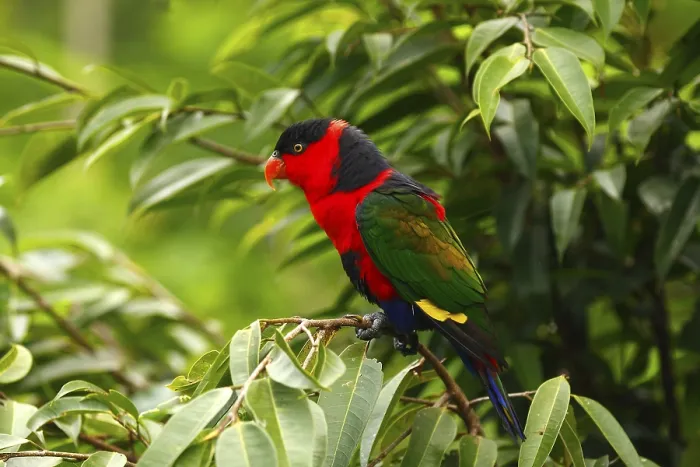 Framed Print : Black-capped Lory (Lorius lory) Framed Print : Black-capped Lory (Lorius lory)
