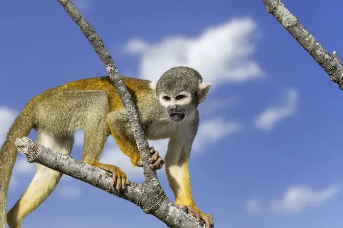 Framed Print : Black-capped squirrel monkey, Peruvian squirrel monkey (Saimiri boliviensis peruviensis) calling Framed Print : Black-capped squirrel monkey, Peruvian squirrel monkey (Saimiri boliviensis peruviensis) calling