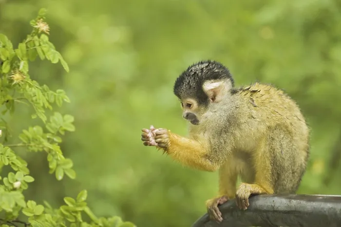 Framed Print : Black-capped Squirrel Monkey (Saimiri boliviensis)