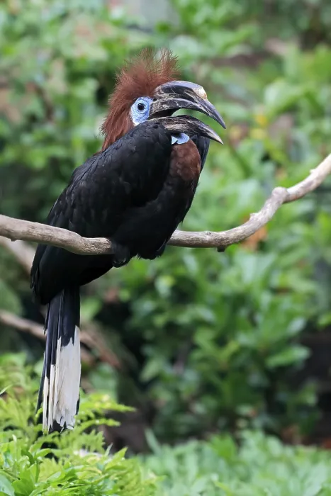 Framed Print : Black-casqued hornbill (Ceratogymna atrata)