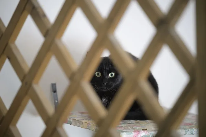 Framed Print : A black cat with green eyes peers through a lattice in an indoor setting