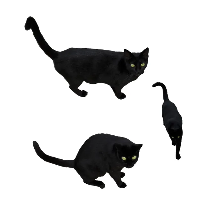 Framed Print : Black cat with green eyes in three positions