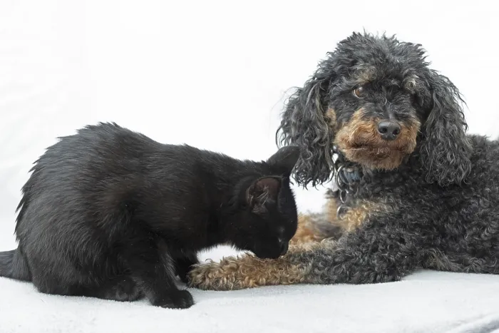Framed Print : Black cat licking the leg of a small poodle