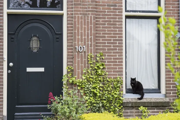 Framed Print : Black cat sitting on window sill Framed Print : Black cat sitting on window sill