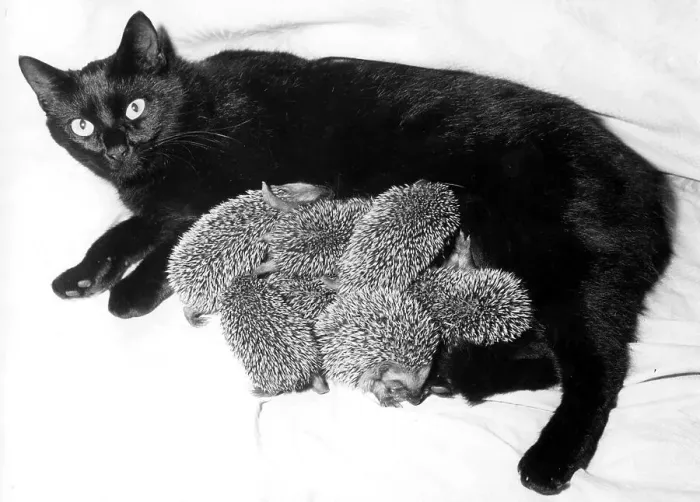 Framed Print : Black cat suckling six hedgehogs, ca Framed Print : Black cat suckling six hedgehogs, ca