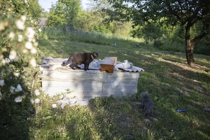 Framed Print : Black cat on wooden box and another on ground in a sunlit garden
