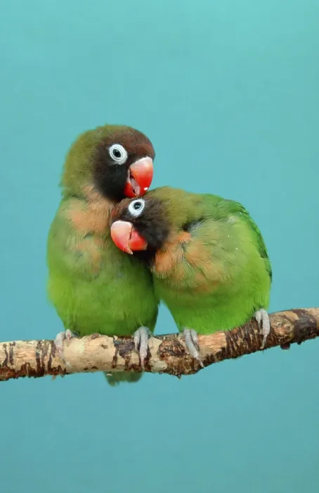 Framed Print : Black-cheeked lovebird (Agapornis nigrigenis)