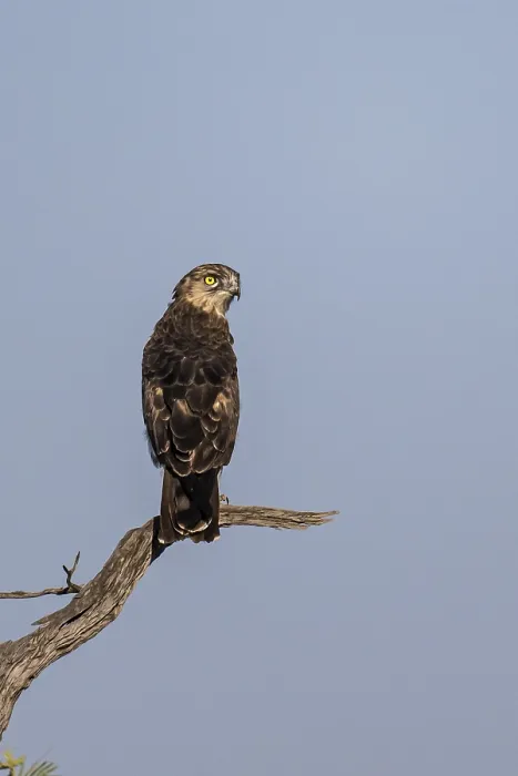 Framed Print : Black-chested snake eagle (Circaetus pectoralis)